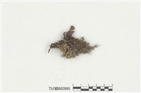 藏品(仙鶴苔)的圖片